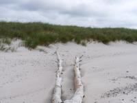 Lustige Form eines Baumreliktes am Strand vor den Dünen - Dueodde Dünen